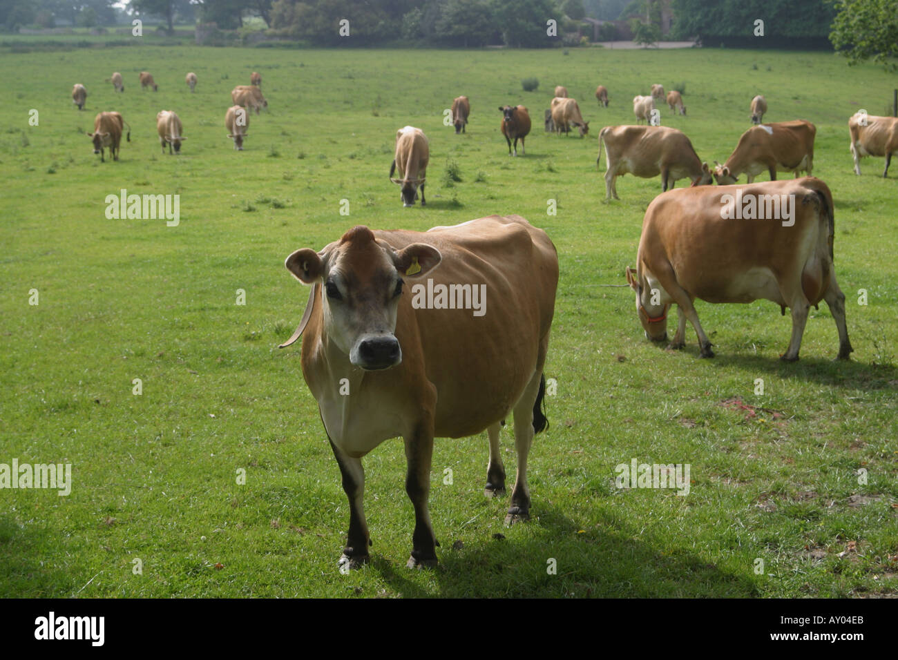 Jersey cattle farm channel islands hi-res stock photography and images ...
