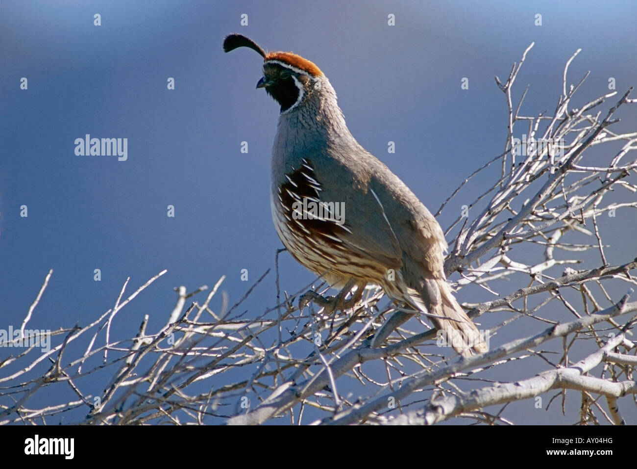One male Gambel's Quail perched on a branch Tucson Arizona Stock Photo