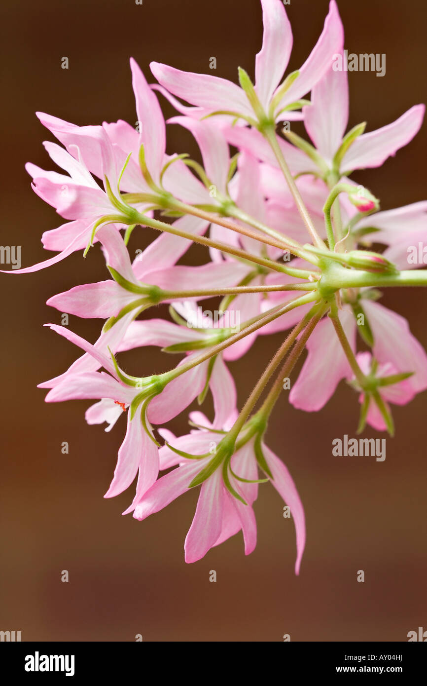 Pale pink Pelargonium blossom viewed from the underside. March, Spring Stock Photo