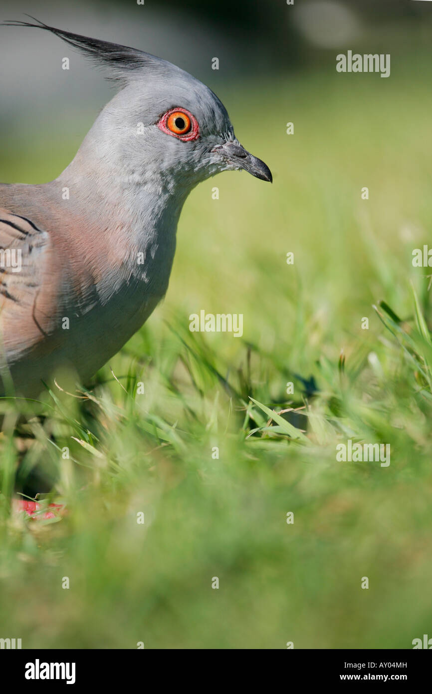 Crested Pigeon on Grass in Australia Stock Photo