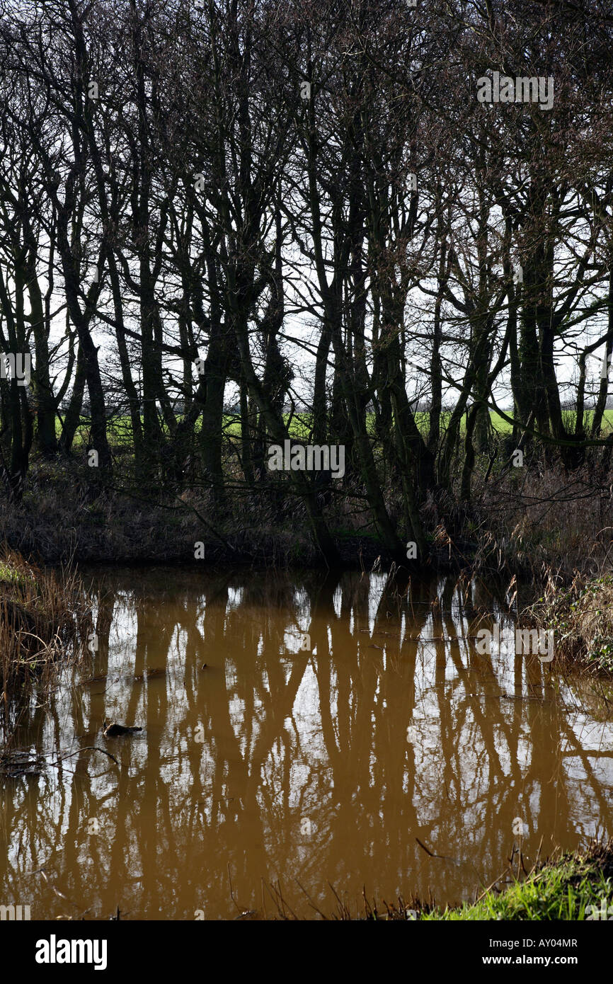 Trees and reflections in water Stock Photo - Alamy