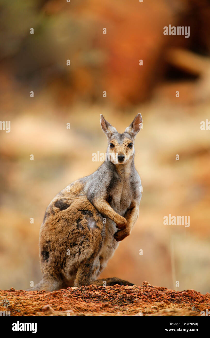 Black Footed Rock Wallaby near Alice Springs Stock Photo