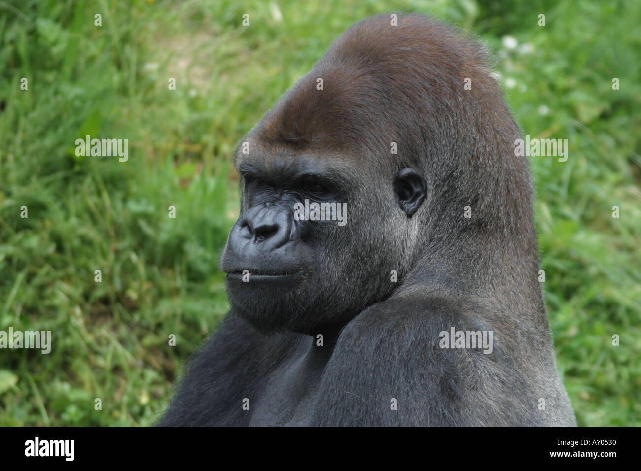 MALE LOWLAND GORILLA JERSEY ZOO CHANNEL ISLANDS Stock Photo Alamy