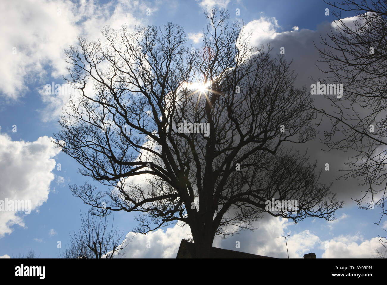 A tree silhouetted the sky Stock Photo - Alamy