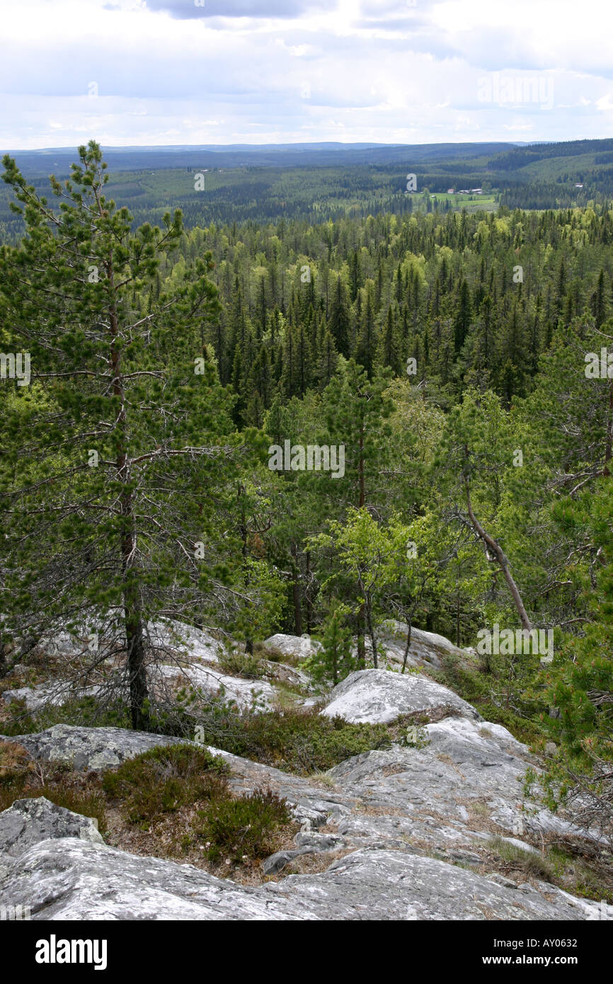 Rocky forest ground view hi-res stock photography and images - Alamy