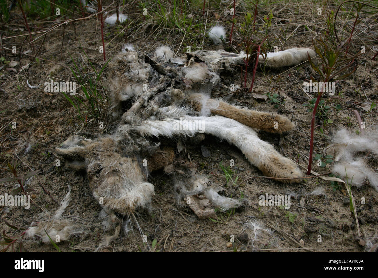 Decayed rabbit hi-res stock photography and images - Alamy