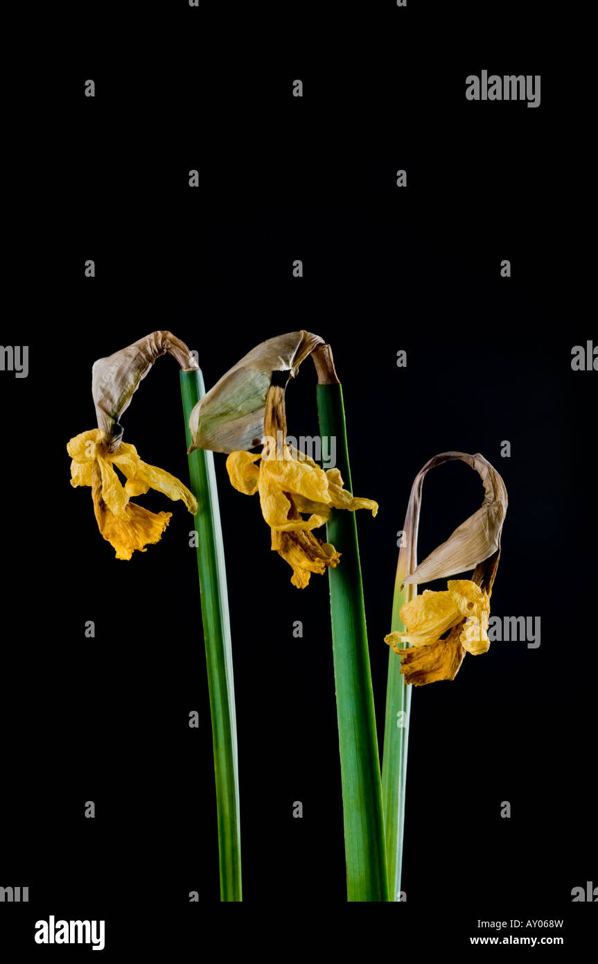 Wilted daffodils hires stock photography and images Alamy