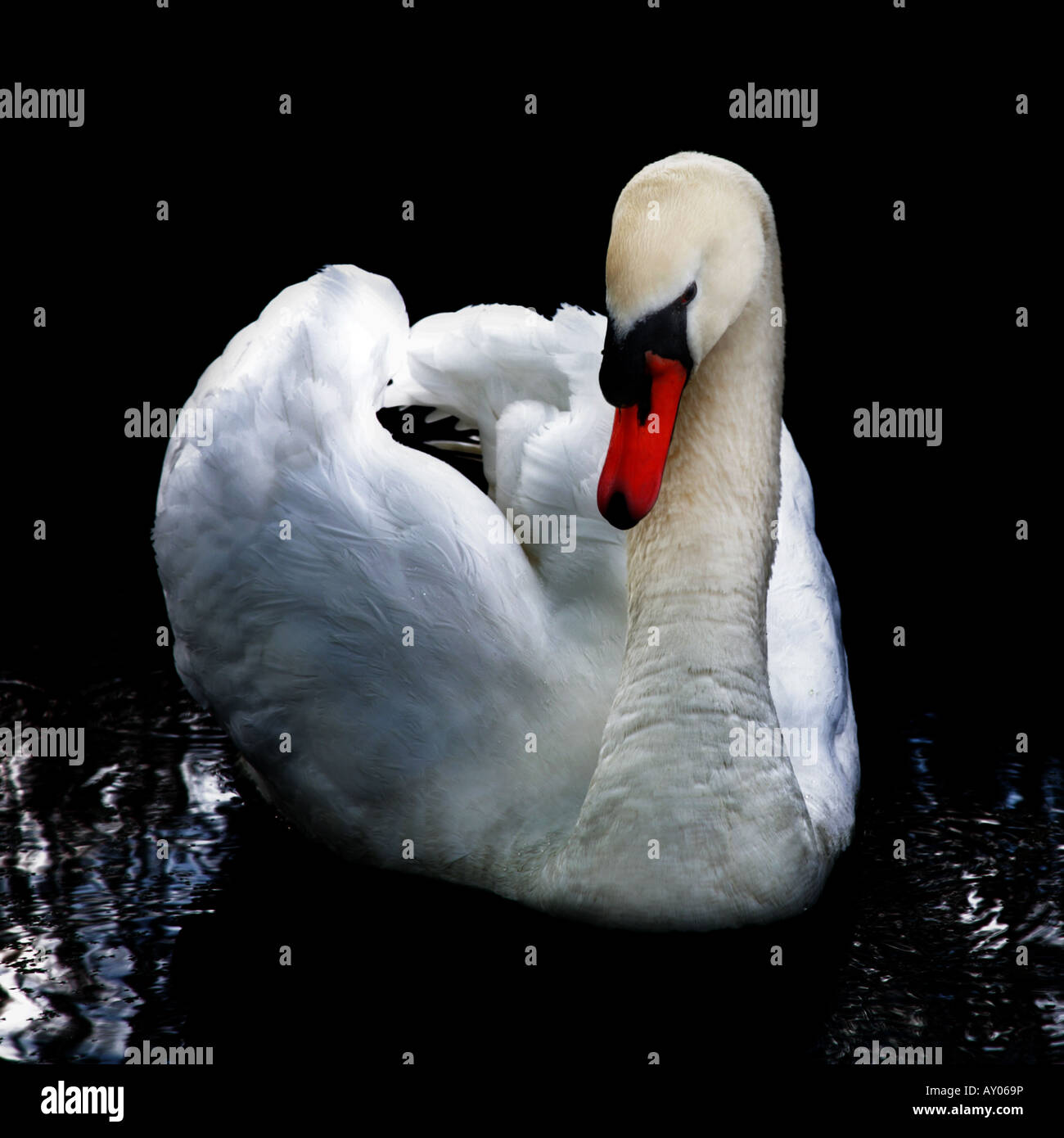 Beautiful snow-white Swan, black background Stock Photo