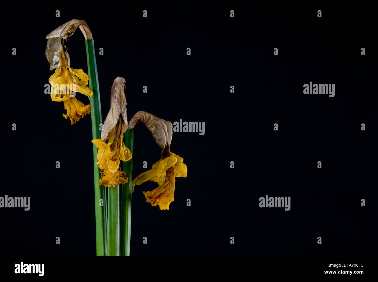 Three wilting daffodils with black background Stock Photo Alamy