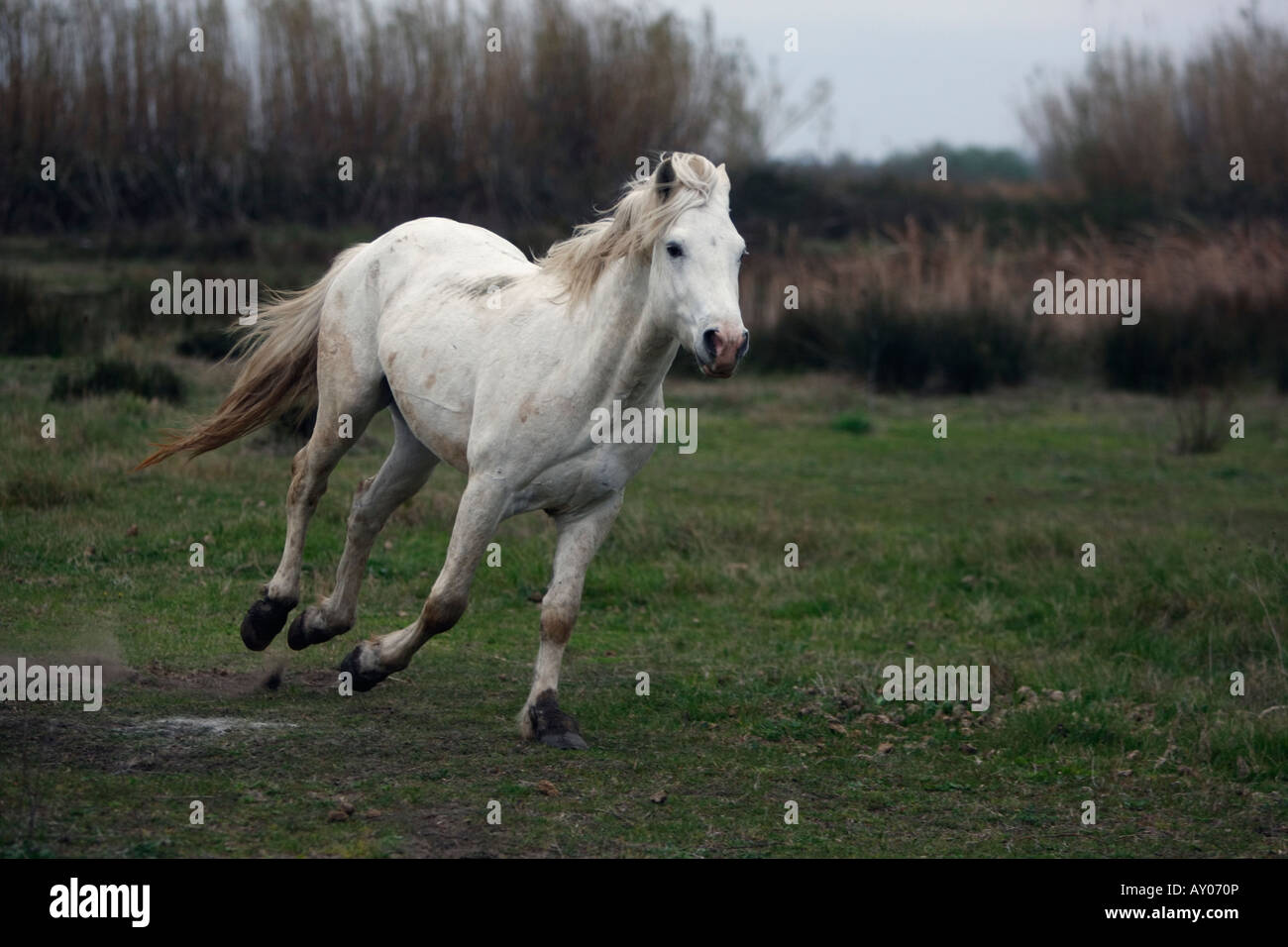 Camargue white horse Camargue France Stock Photo