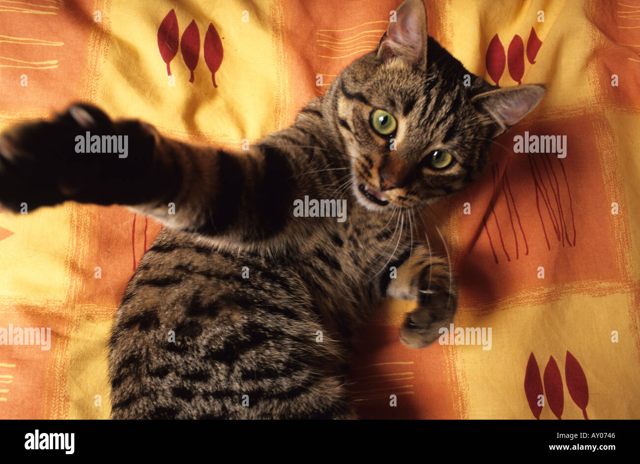 fierce cat swiping with claws Stock Photo