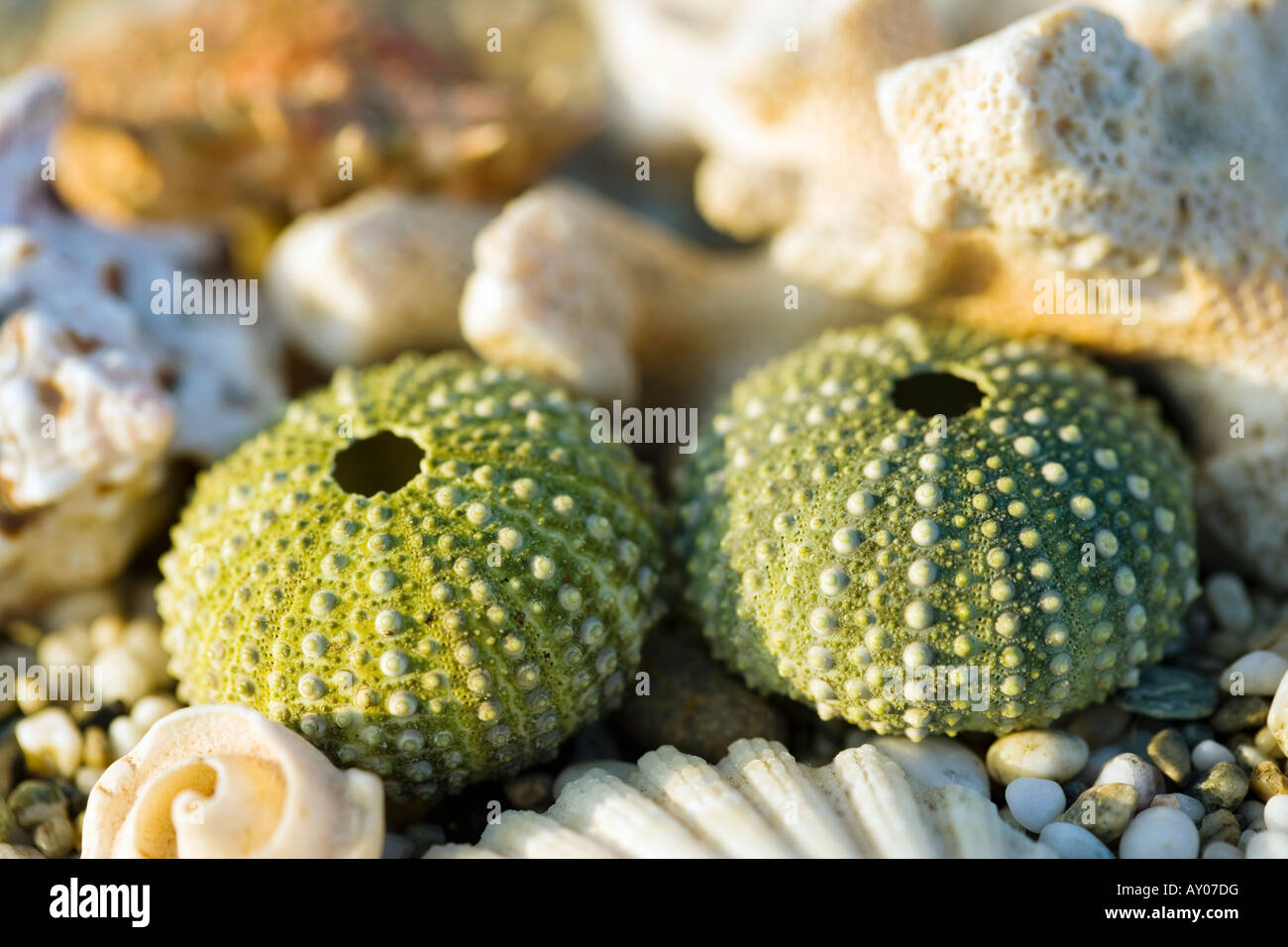 Sardinia Italy Sea Shells and Sea Urchin Stock Photo