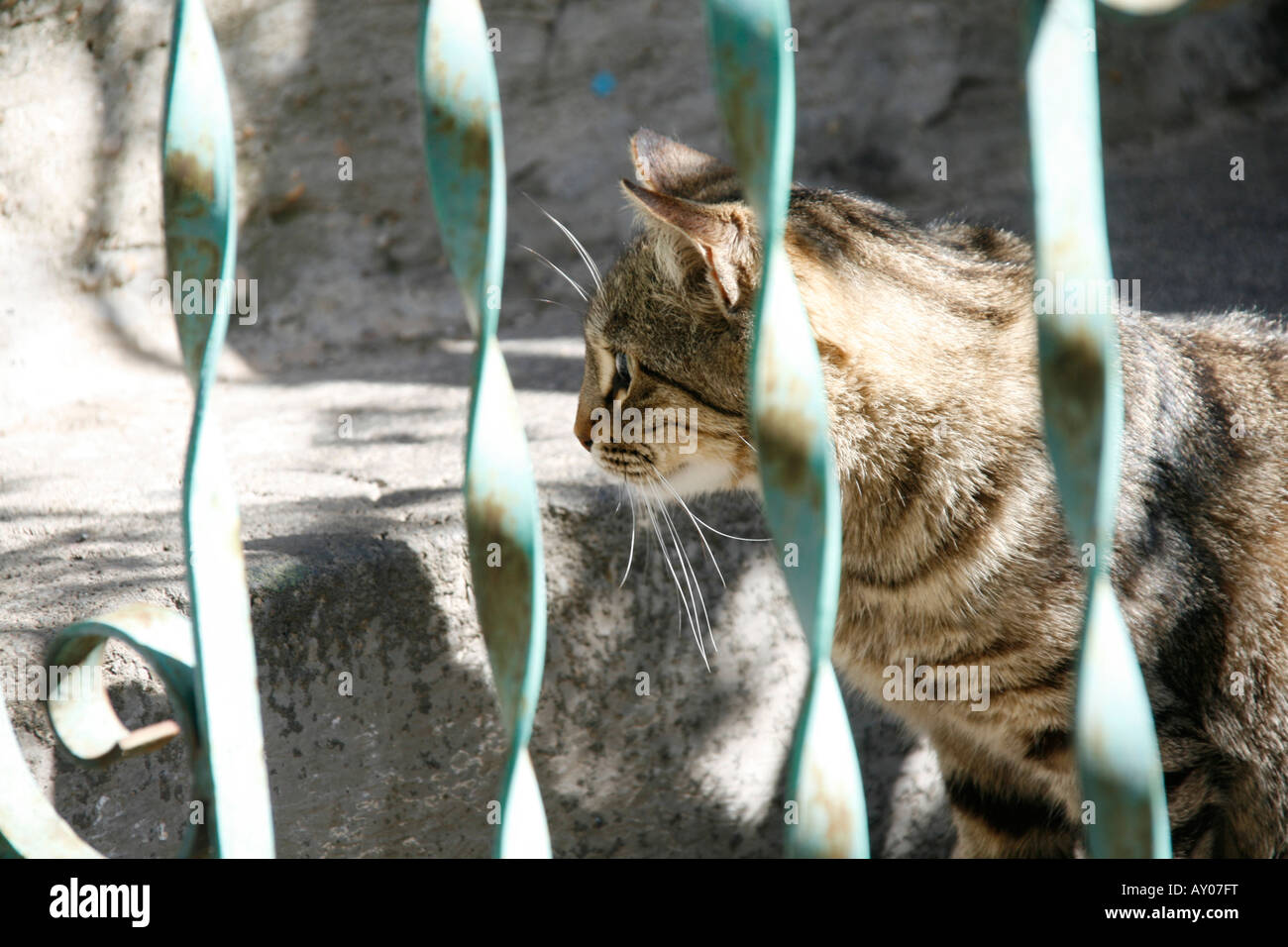 cat sitting on steps outdoors Stock Photo - Alamy