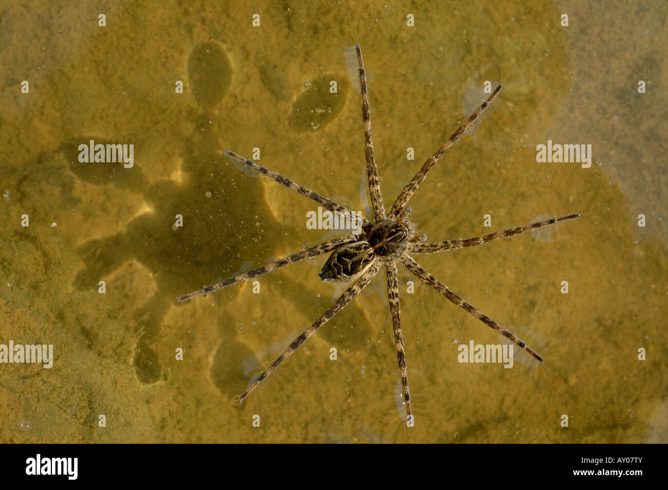 wolf spider water surface tension pond Stock Photo
