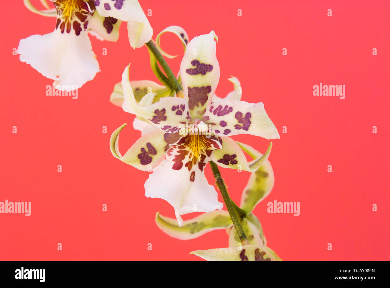 closeup Oncidium Orchid flower on coral orange background Stock Photo