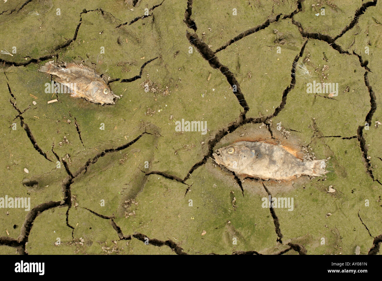dead fish dried dry pond Stock Photo Alamy