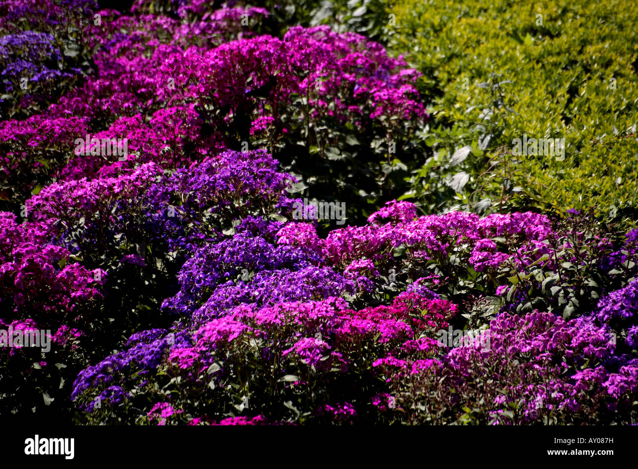 Field of violet flowers and green plants Stock Photo