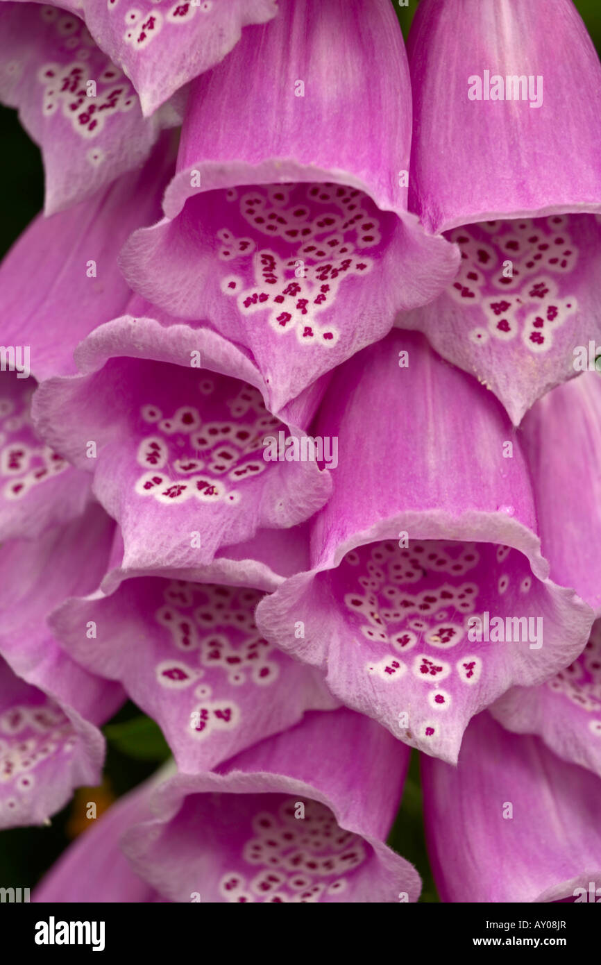 Hybrid foxglove plant hi-res stock photography and images - Alamy