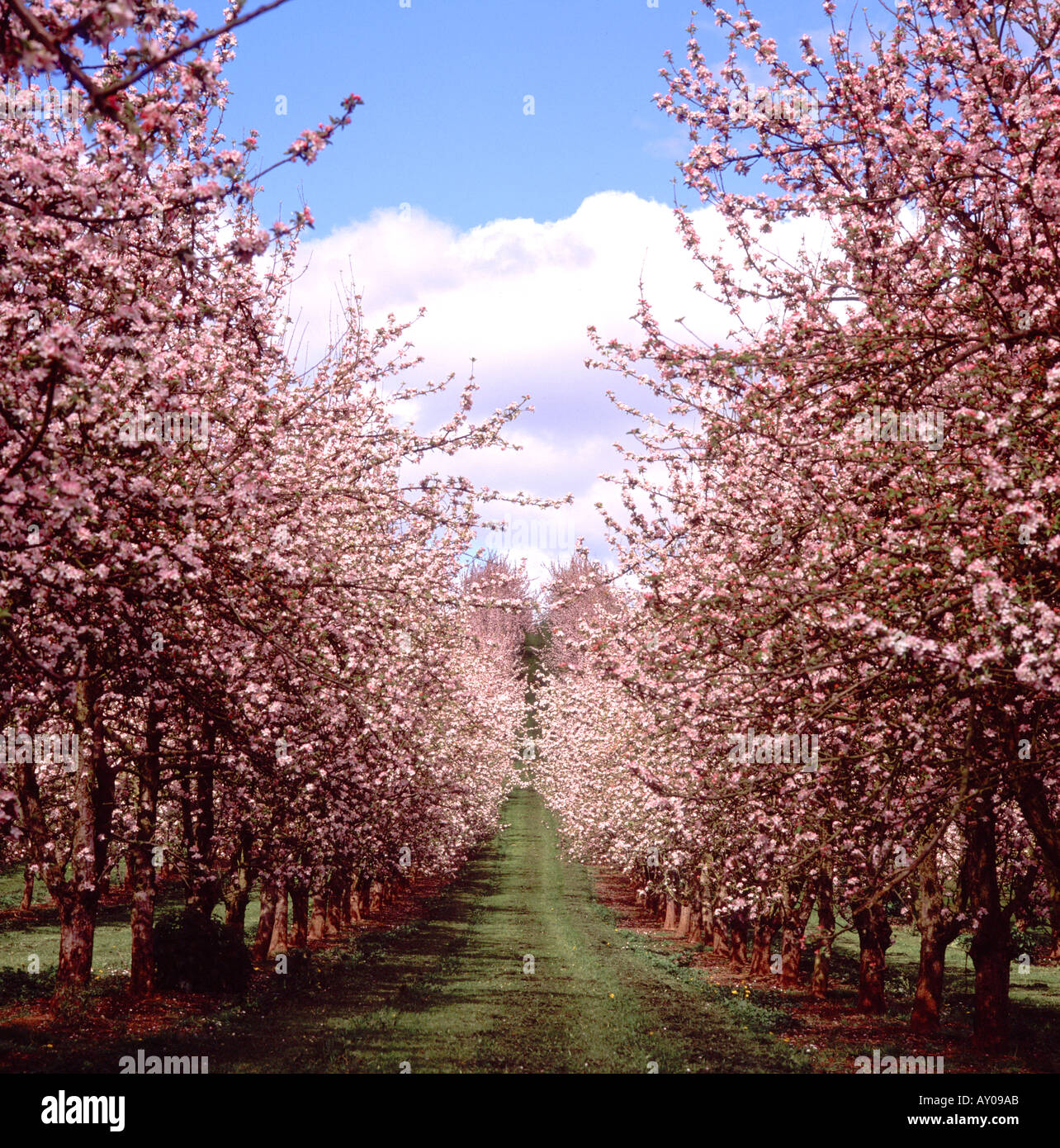 Cider apple orchard uk hi-res stock photography and images - Alamy