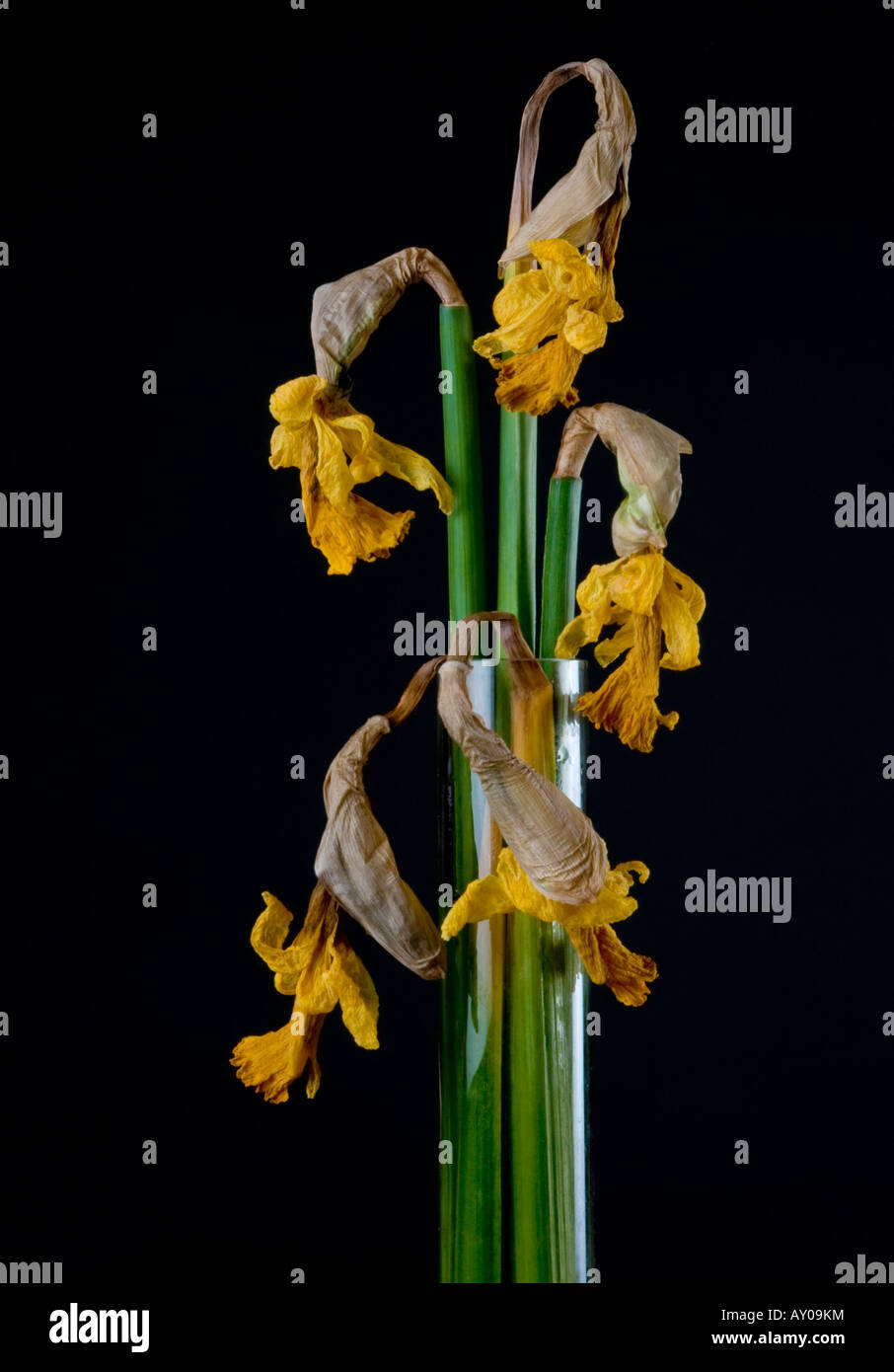 Bunch of wilting daffodils Stock Photo Alamy