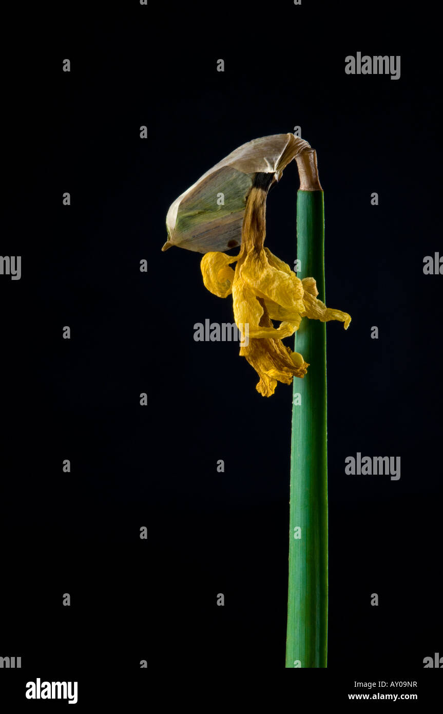 Wilting daffodil hires stock photography and images Alamy