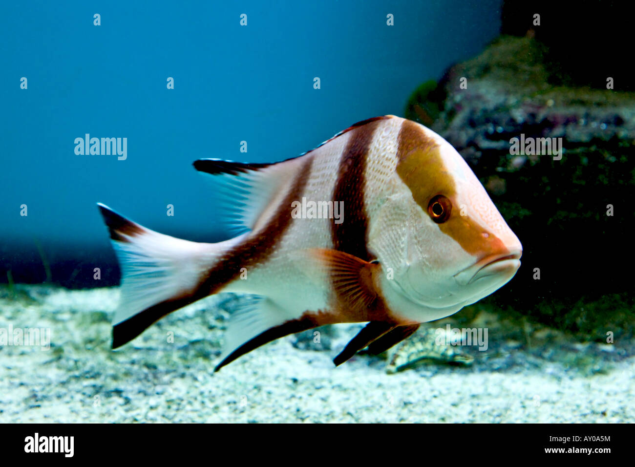 Red Emperor Snapper Stock Photo