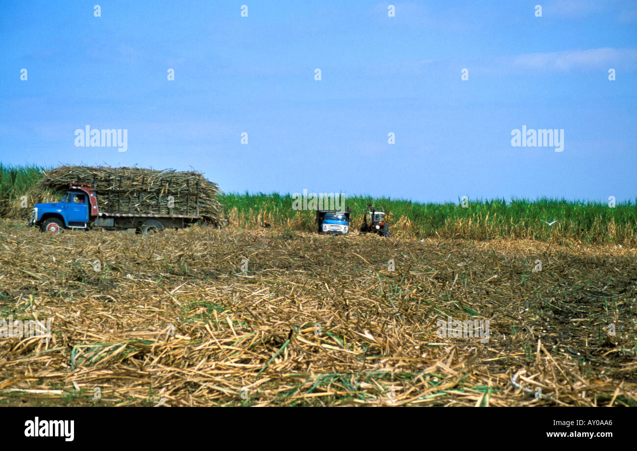 Harvesting Sugarcane Stock Photo