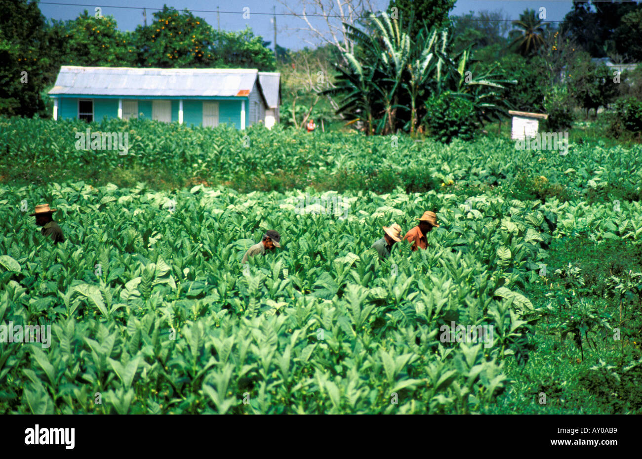 Workers in a field of mature plants of Criollo tobacco Stock Photo