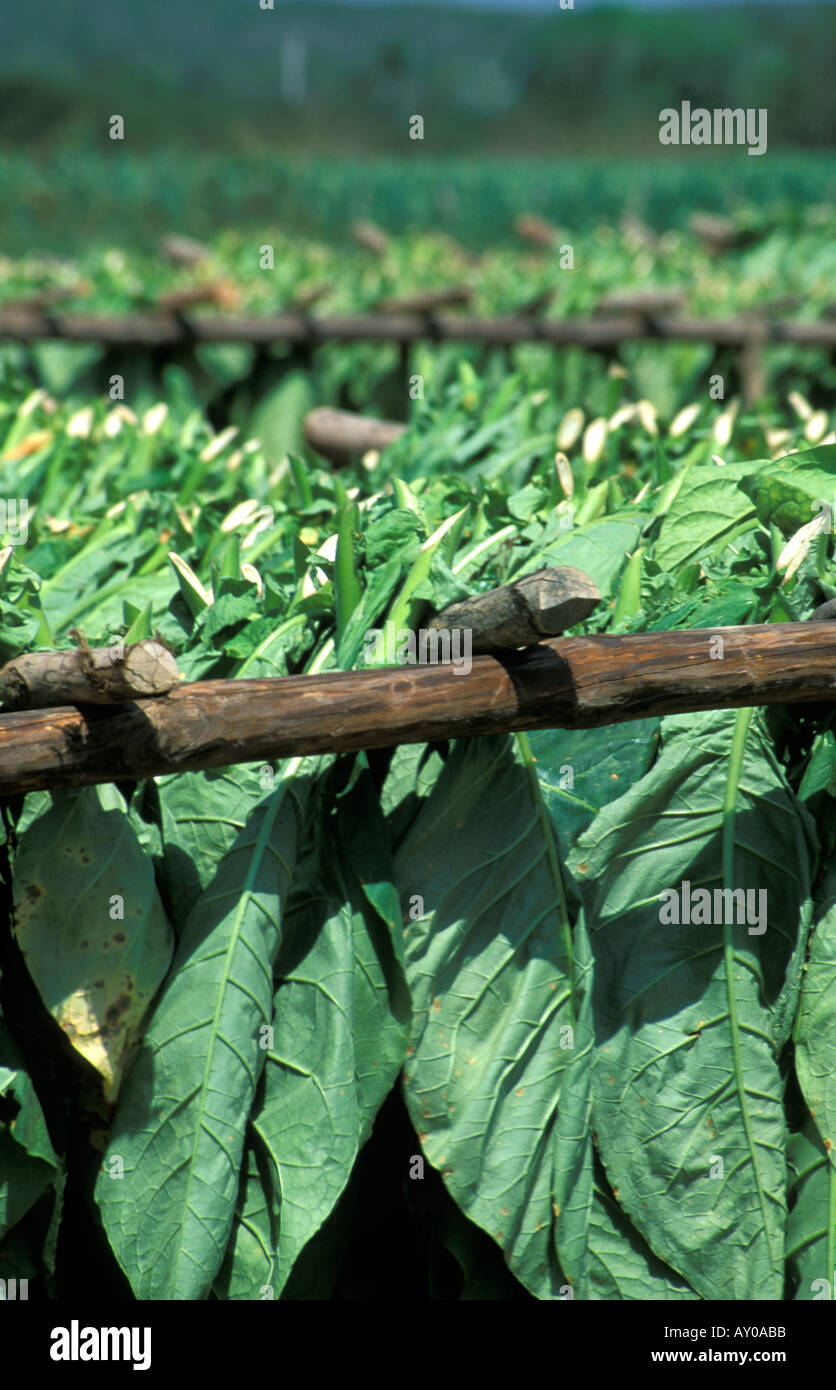 criollo tobacco Picked Criollo Tobacco On Racks Stock Photo