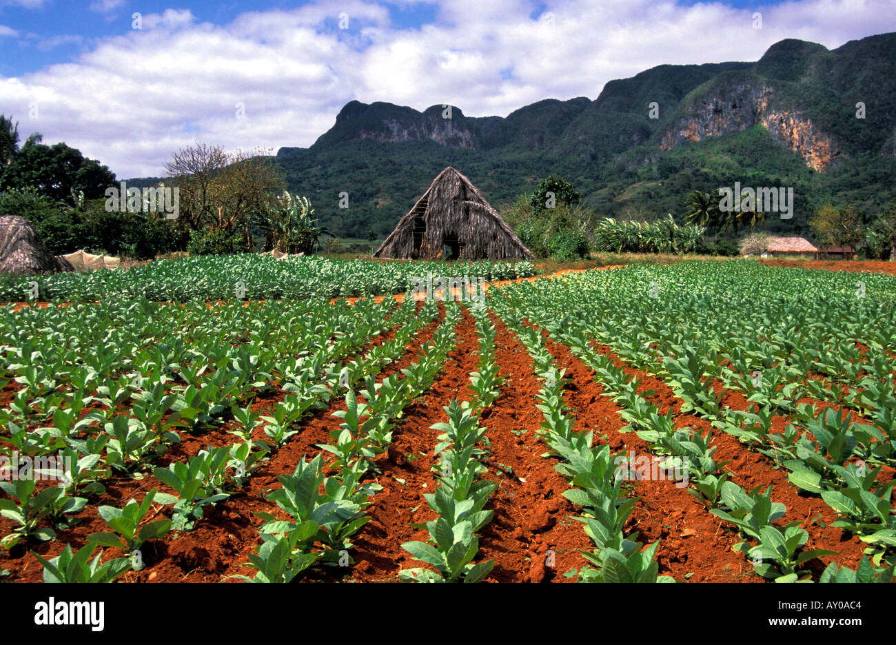 Field of rows of young tobacco plants Stock Photo