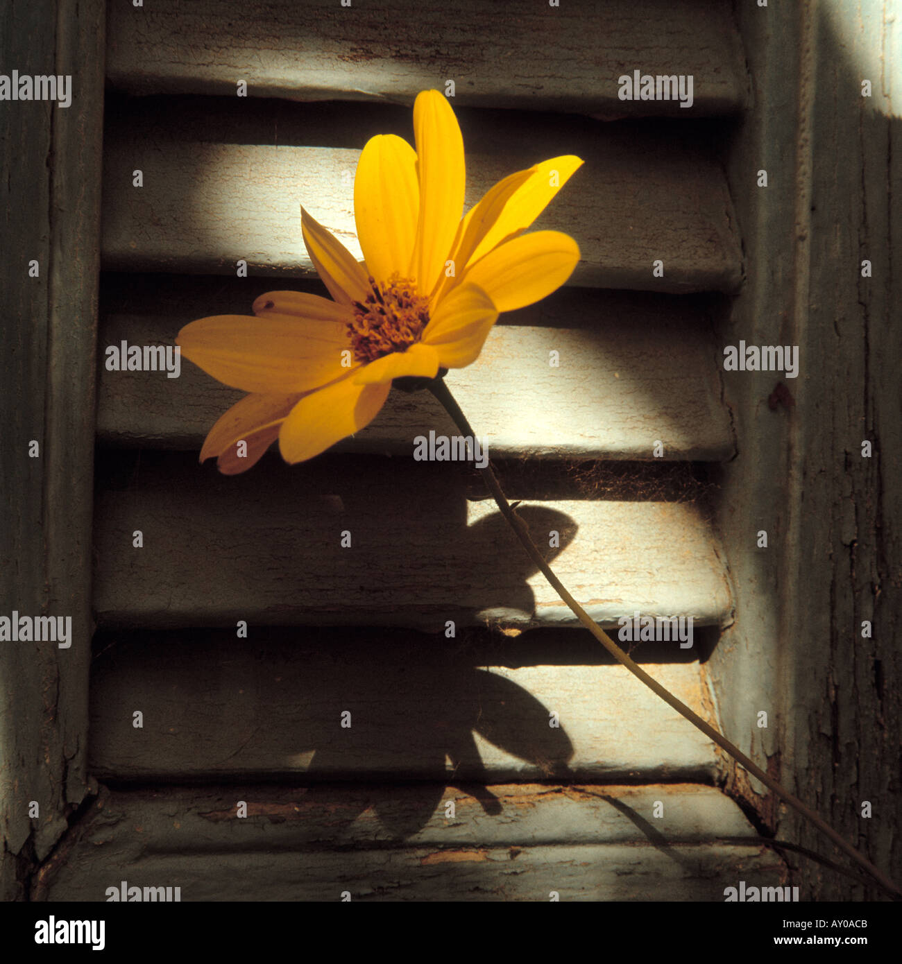 Yellow flower and faded blue shutters Stock Photo