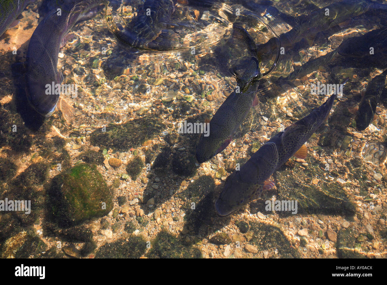 Donnington Trout Farm Cotswolds England Stock Photo Alamy