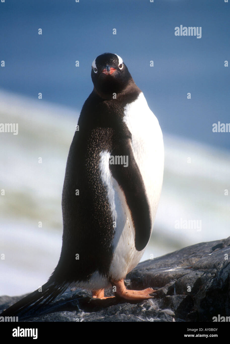 Gentoo penguin at Neko Harbour on Antarctic peninsula Stock Photo