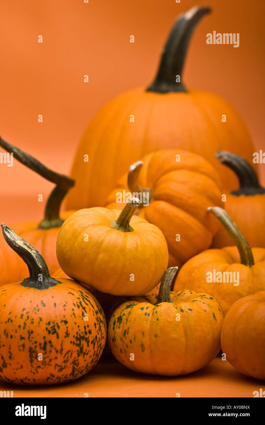 Pumpkin varietes and squash different kinds of orange color colour ...