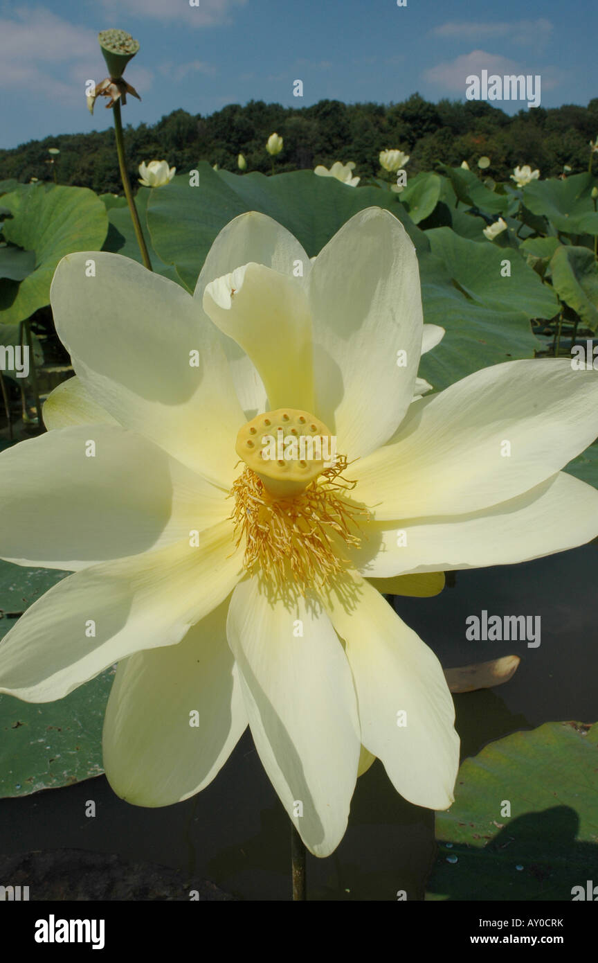 water lily flower ohio Stock Photo Alamy