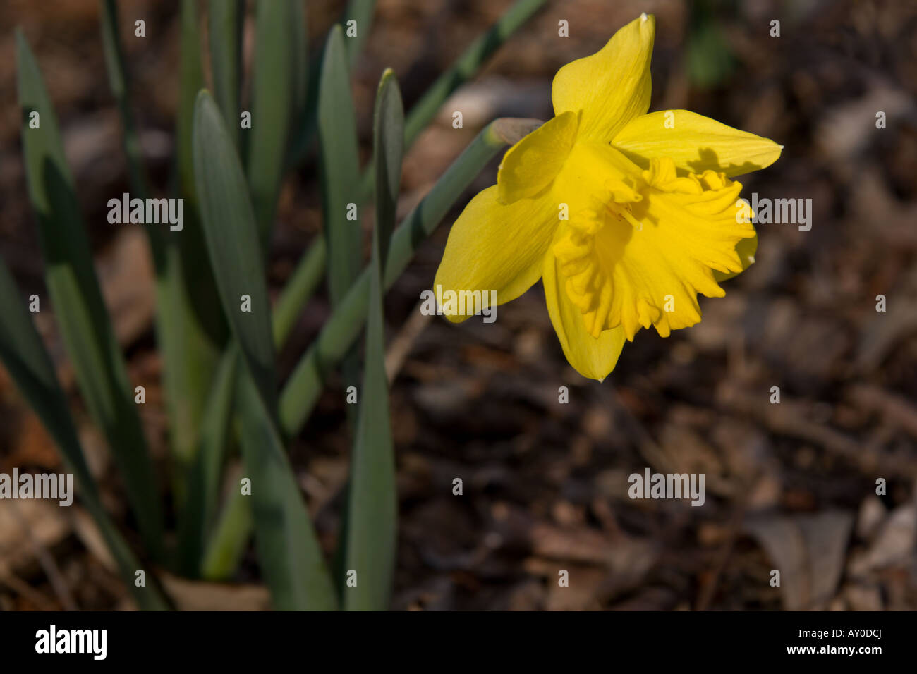 Spring Daffodil Stock Photo
