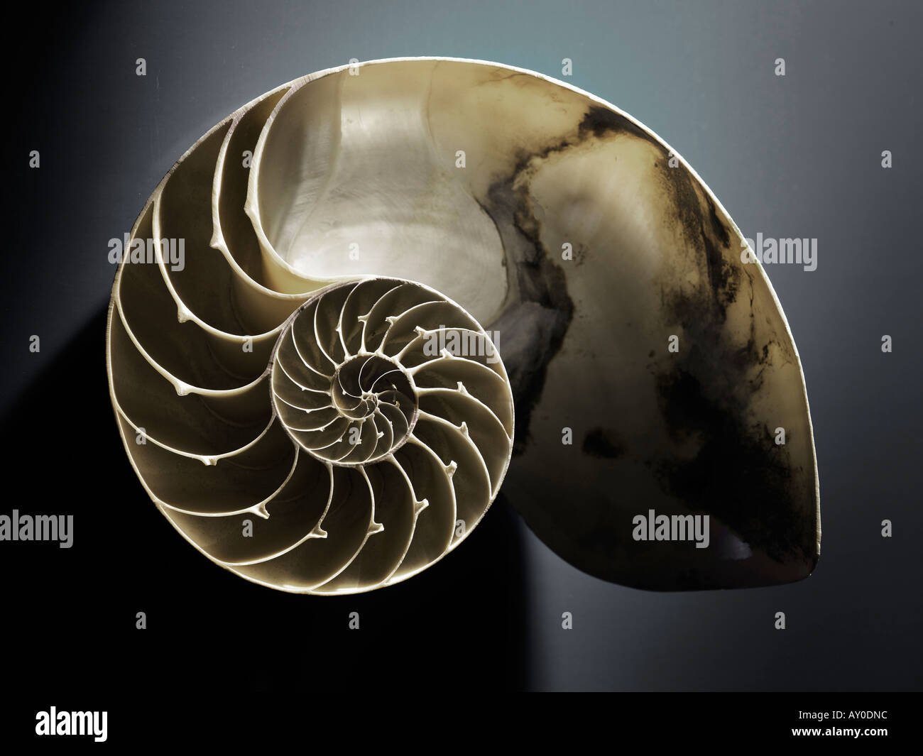 Spiral sea ocean deep shell hi-res stock photography and images - Alamy