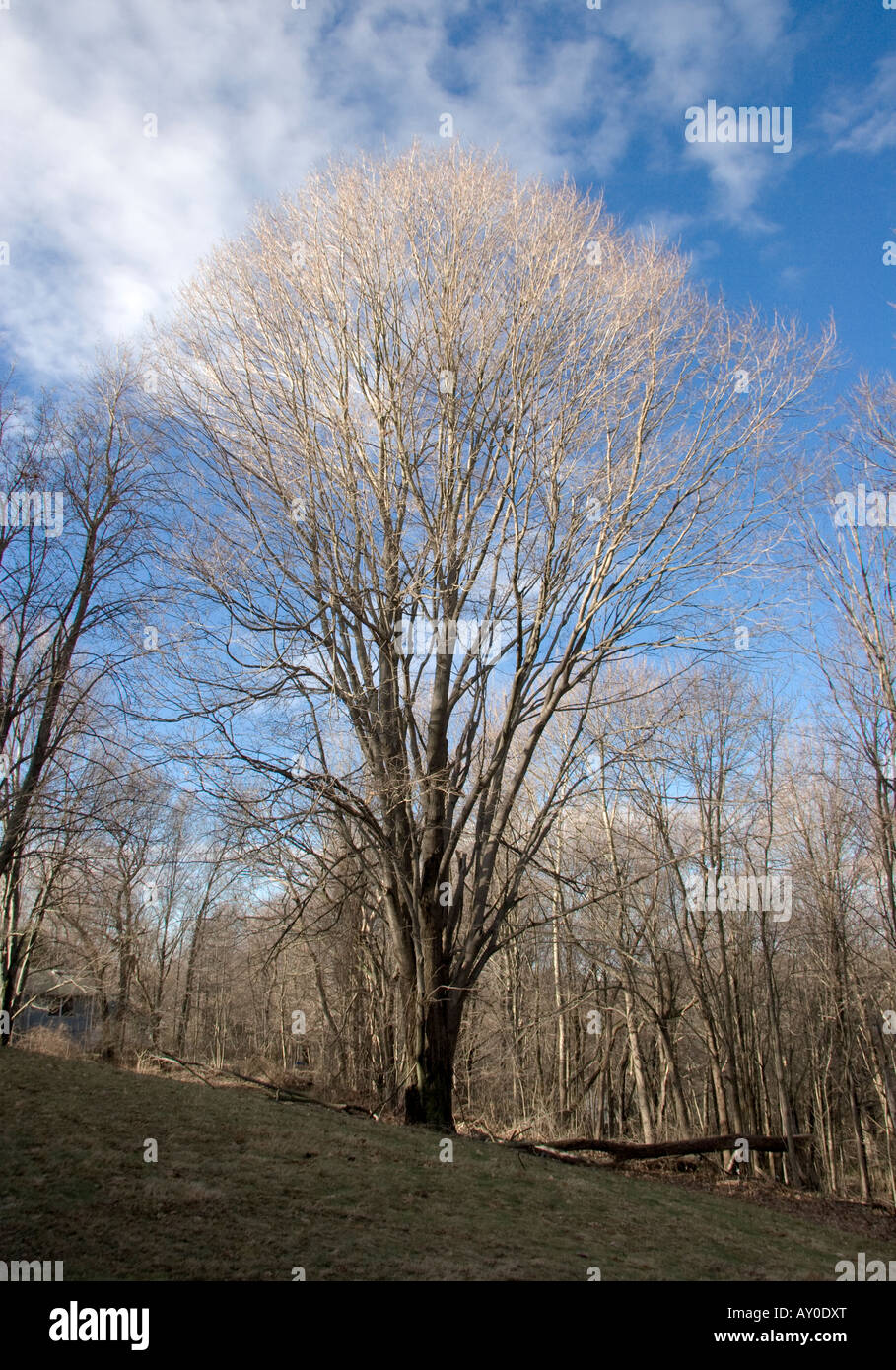 Gray tree in a color world Stock Photo - Alamy