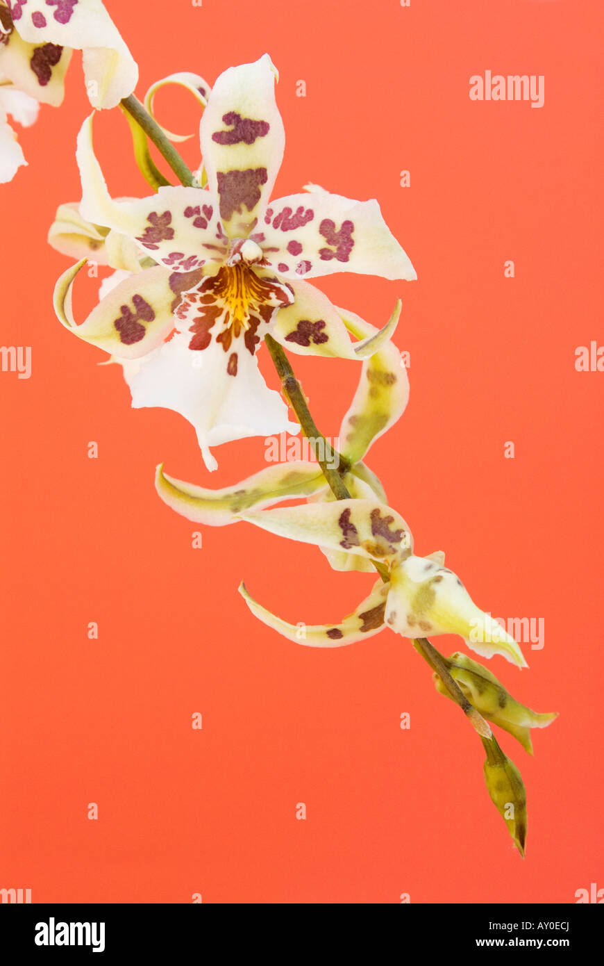 Oncidium Orchid flower on coral orange background Stock Photo