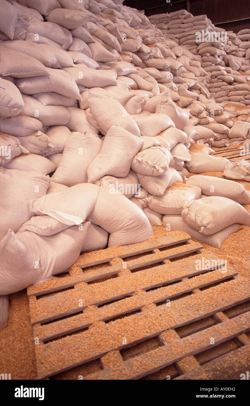 Bags of feed grain strewn on pallets in an indonesian poultry farm in jakarta indonesia Stock