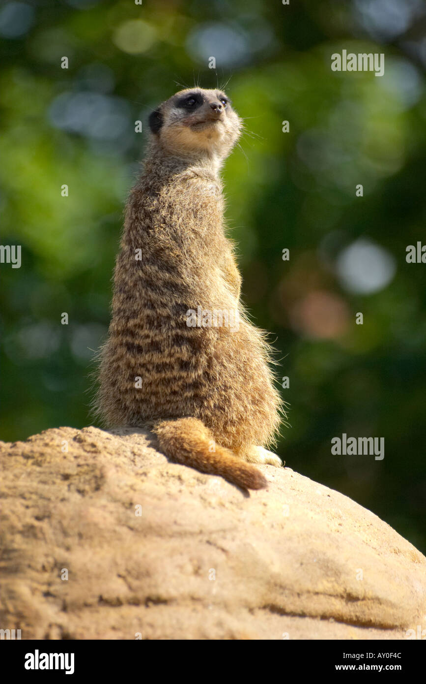 Mongoose alert sale