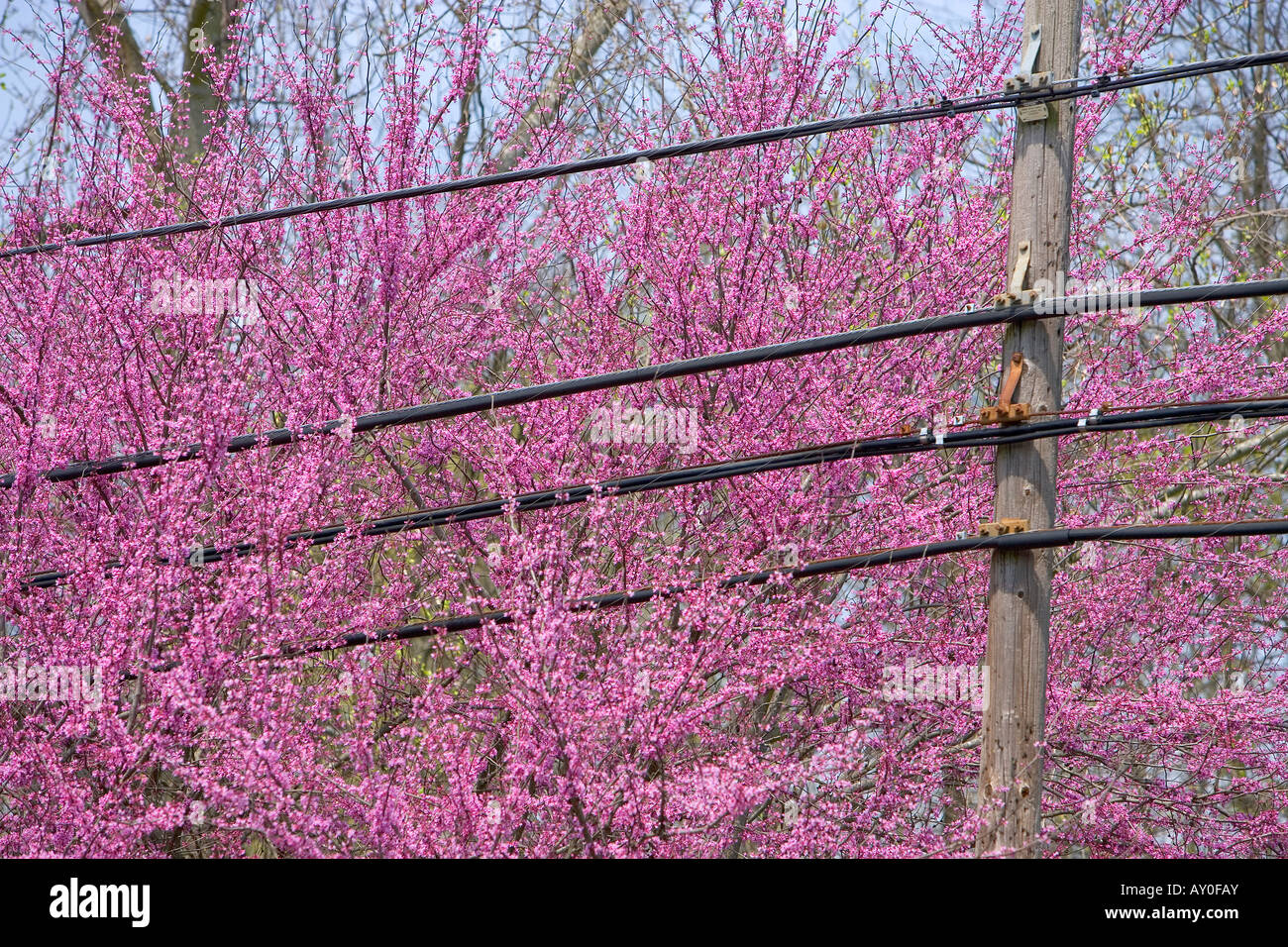 Power lines go through a flowering cherry tree Stock Photo