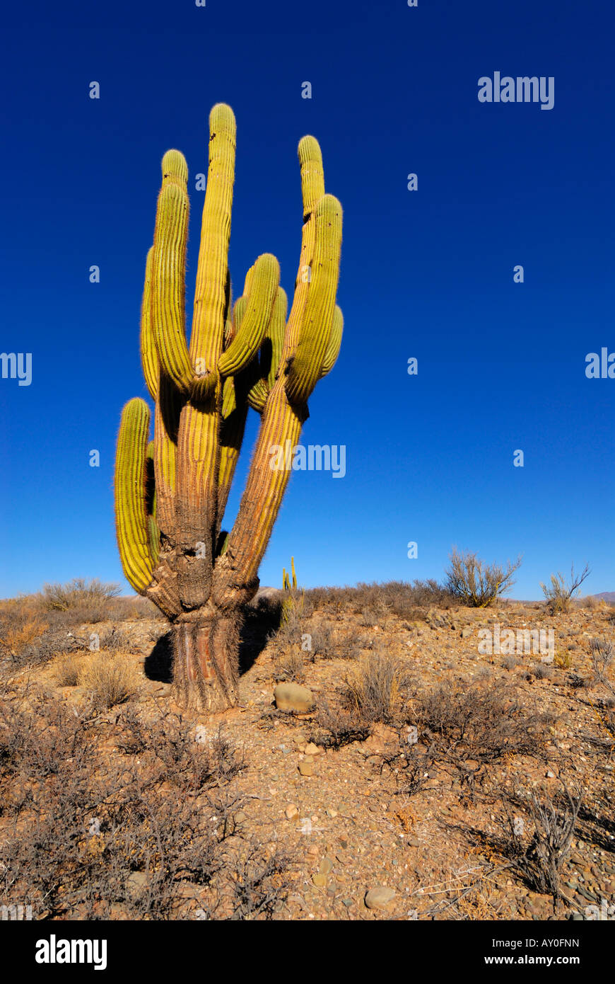 Cardones Cacti (Trichocereus pasacana) in the Calchaqui Valleys, Province of Salta, Argentina, South America Stock Photo