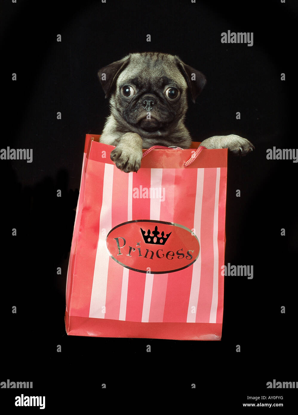 Pug puppy in a bag Stock Photo Alamy