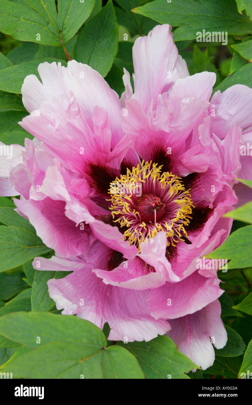 Pink flower of Japanese Tree Paeony close up Botanical name Paeonia