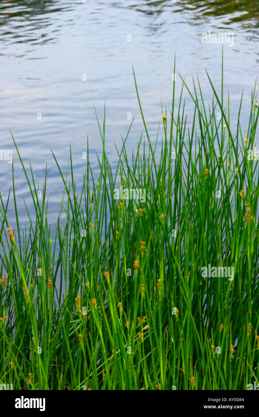 Sedge grass growing on riverbank with blue water in background Soft focus Stock Photo