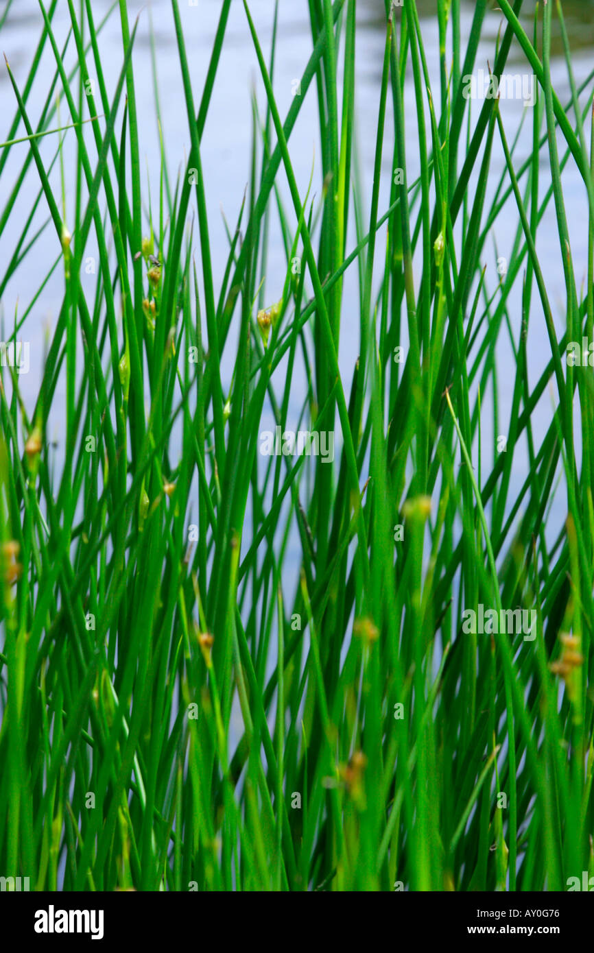 Sedge grasses growing on bank of river with blue water in background ...