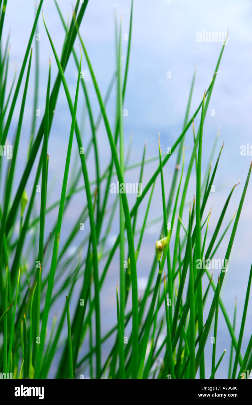 Sedge grass growing next to river with blue water in background Soft focus Stock Photo