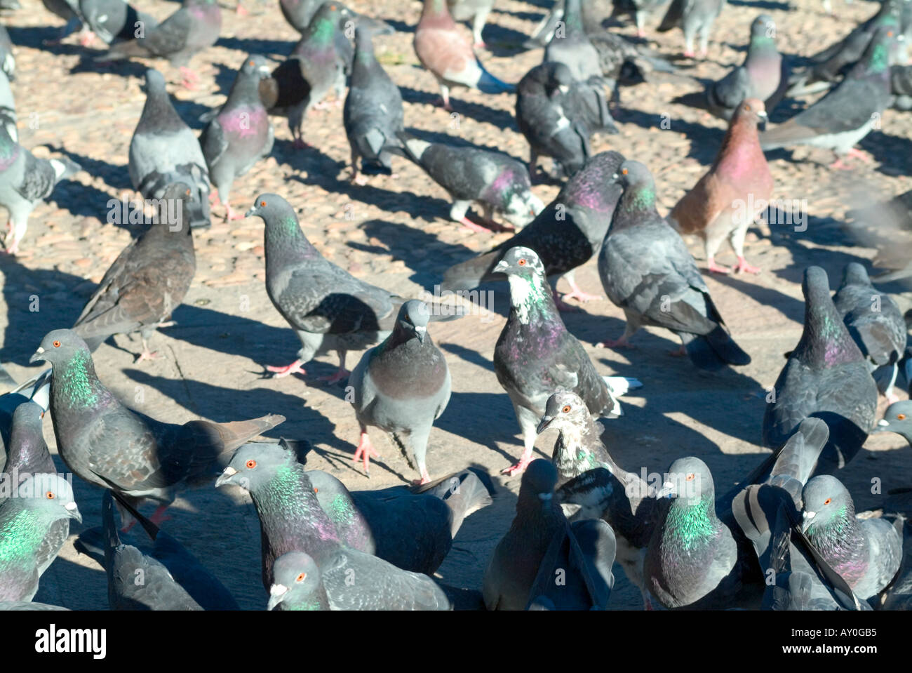 Pigeons in plaza San Miguel de Allende Mexico Stock Photo