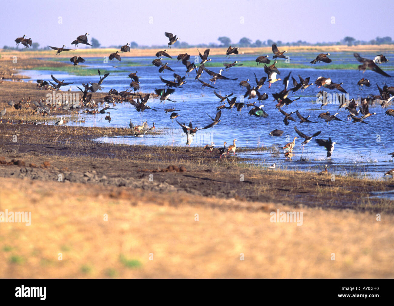 Waterbirds at Chobe Stock Photo